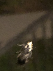 Tinea apicimaculella