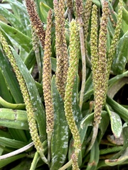 Plantago maritima