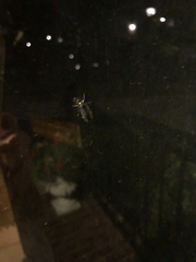 Tinea apicimaculella