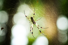 Trichonephila clavipes