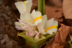 Curcuma singularis