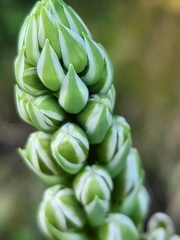 Albuca