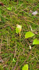 Monotropa hypopitys