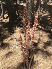 Pterospora andromedea