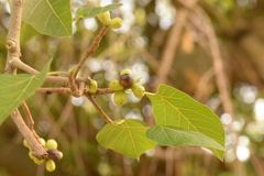 Ficus rumphii