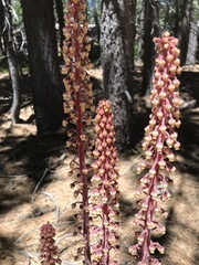 Pterospora andromedea