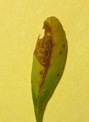 Aspilanta argentifera