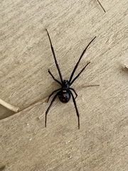 Latrodectus