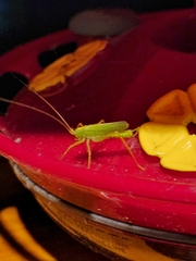 Meconema thalassinum