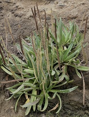 Plantago maritima