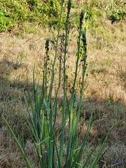 Albuca