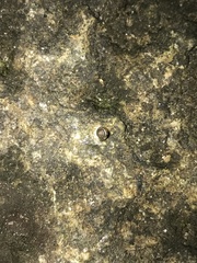 Kaliella depressa