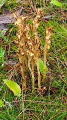 Monotropa hypopitys