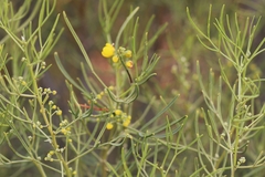 Senna artemisioides artemisioides