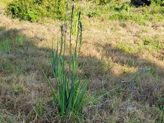 Albuca