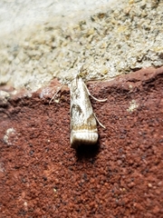 Microcrambus elegans