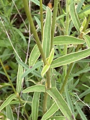 Froelichia floridana