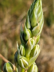 Albuca