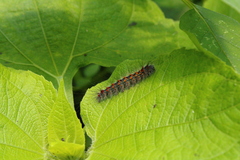 Erebidae