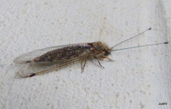 Ululodes macleayanus