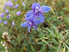 Delphinium