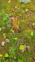 Monotropa hypopitys