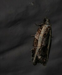 Acleris