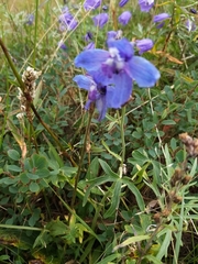 Delphinium