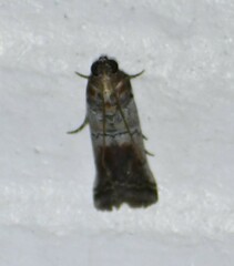 Chararica hystriculella