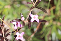 Boronia ledifolia