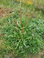 Rumex arcticus