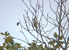 Ptiliogonys cinereus