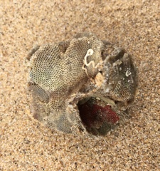 Bryozoa