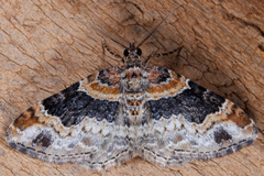 Xanthorhoe ferrugata