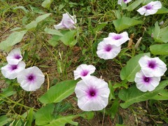 Ipomoea aquatica
