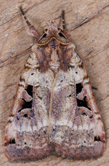 Xestia normanianus