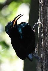 Ptiloris paradiseus