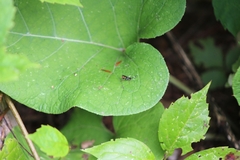 Cryptinae