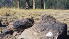 Callospermophilus lateralis