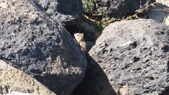 Callospermophilus lateralis