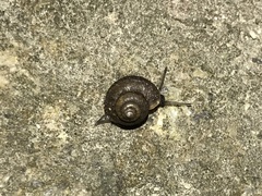 Lagocheilus
