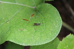 Cryptinae