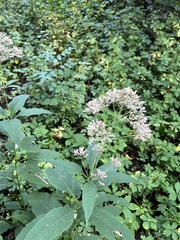 Eutrochium purpureum