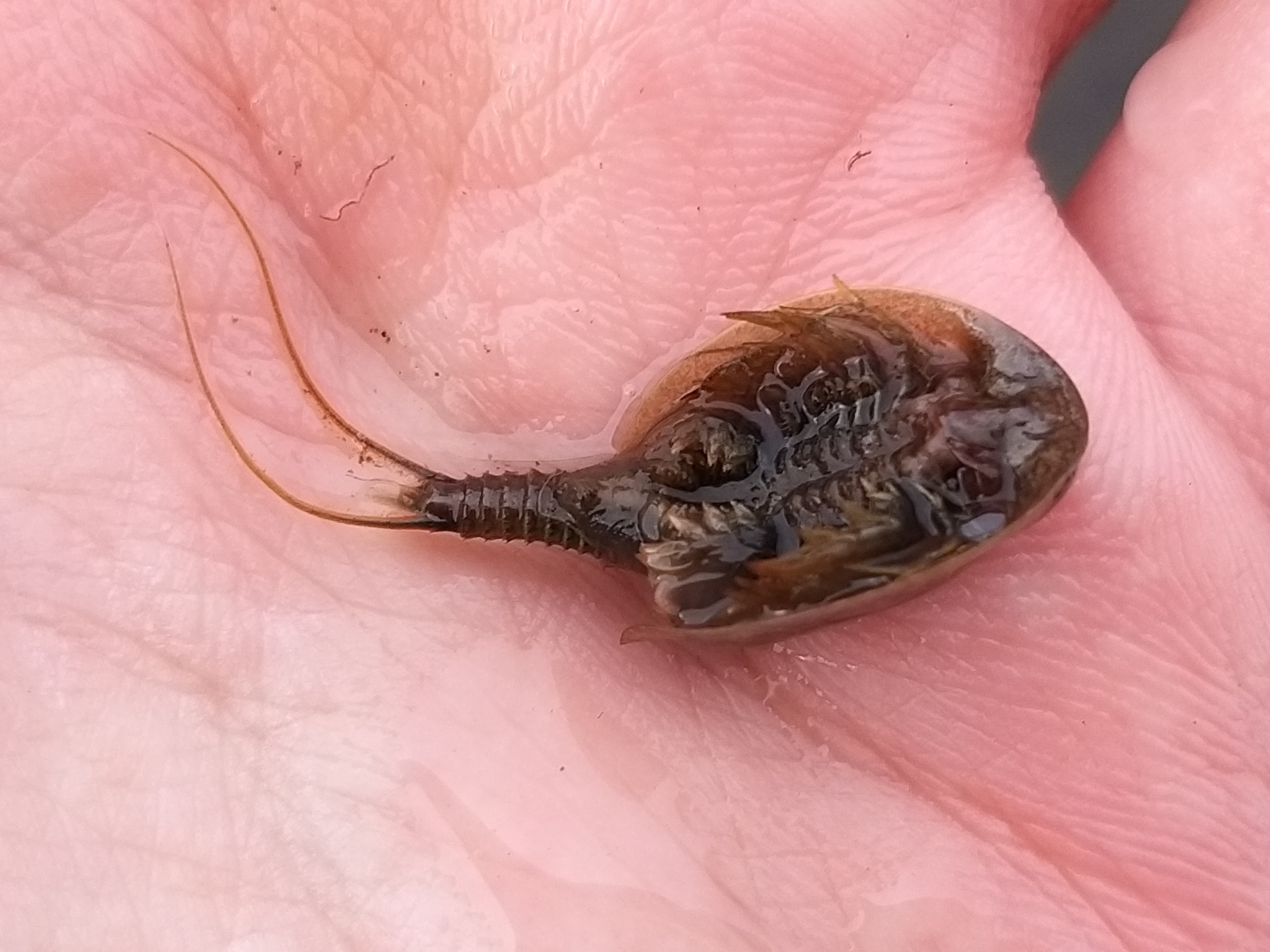 Lepidurus arcticus (Pallas, 1793)
