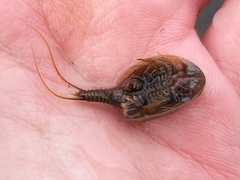 Lepidurus arcticus