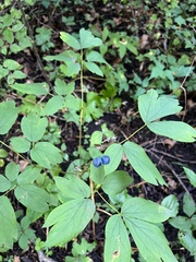 Caulophyllum thalictroides