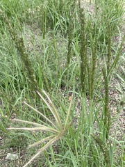 Chloris virgata