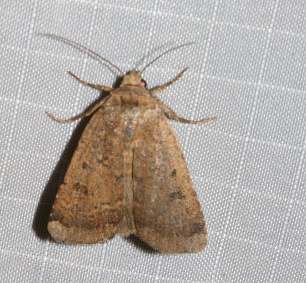 Coastal Heathland Cutworm Moth from Pabos Mills plage Bourg de Pabos on ...