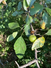 Malus angustifolia