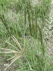 Chloris virgata